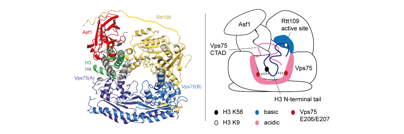 <em>The structure of the H3/H4 histone acetylation complex (left: ribbon representation; right: schematic showing chaperoning of the histone substrate to the active site).</em>