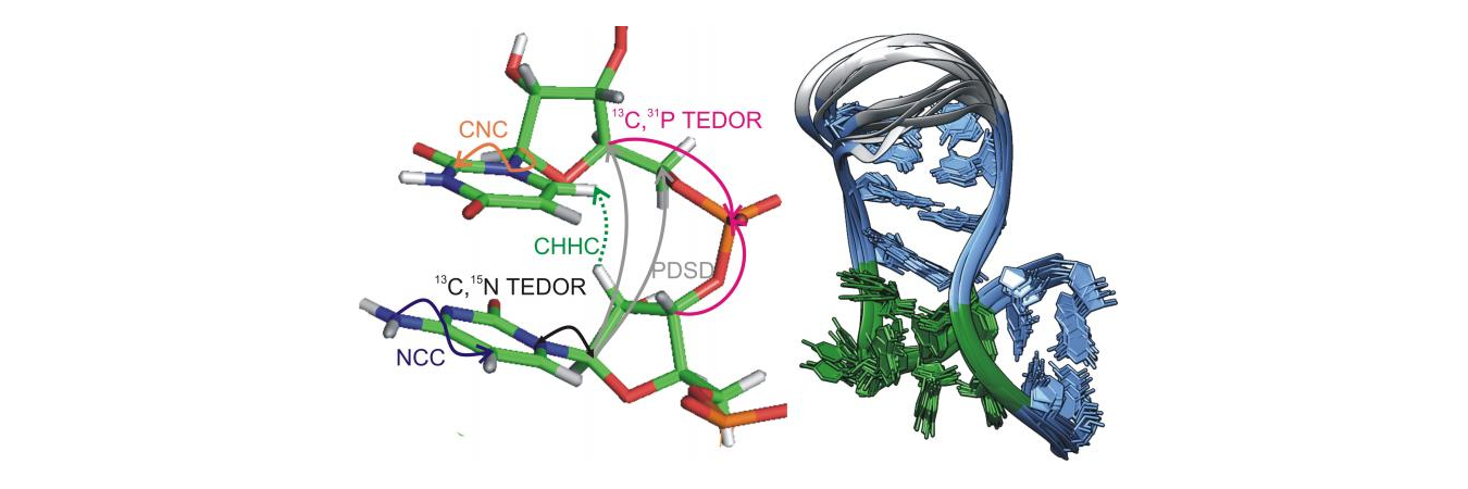 <em>Structure determination of the kink-turn box C/D RNA by solid-state NMR.  The double-headed arrows indicate the types of internuclear correlations used to assign the resonances and derive the structure.</em>