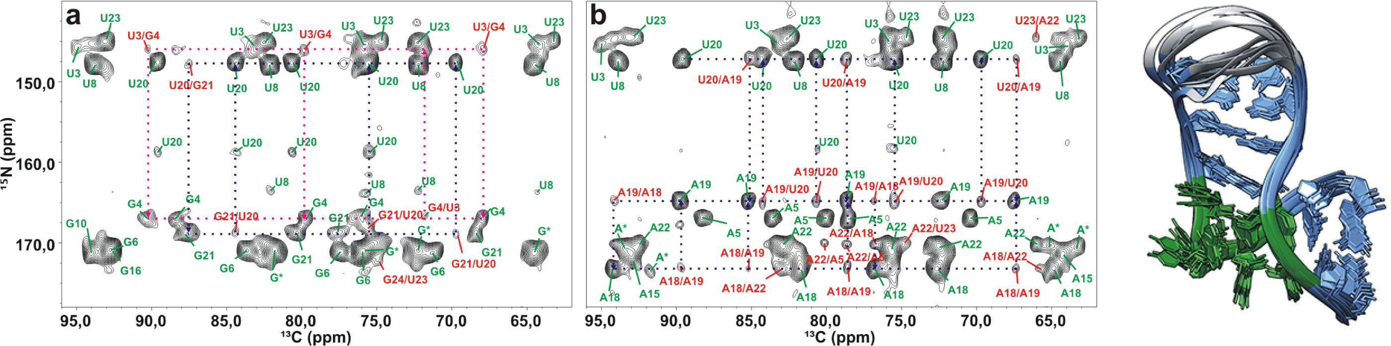 Solid-state NMR spectra of the box C/D RNA