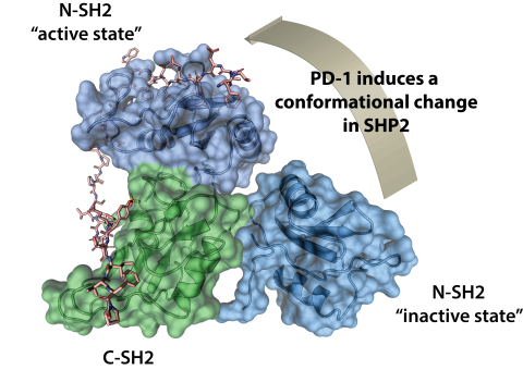 Figure 1: SHP2 bound to ITIM–ITSM bidentate peptide