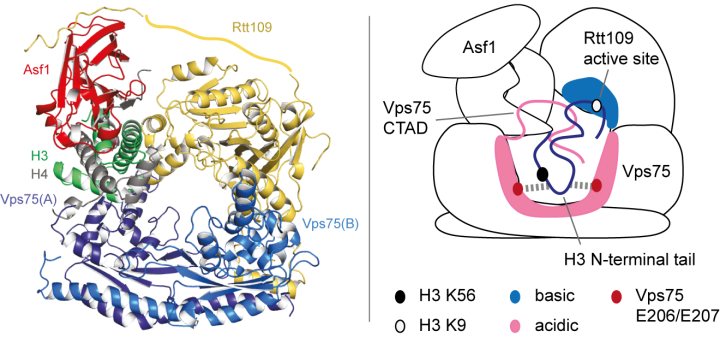 Figure 1: Structure of Asf1–H3:H4–Rtt109–Vps75 complex